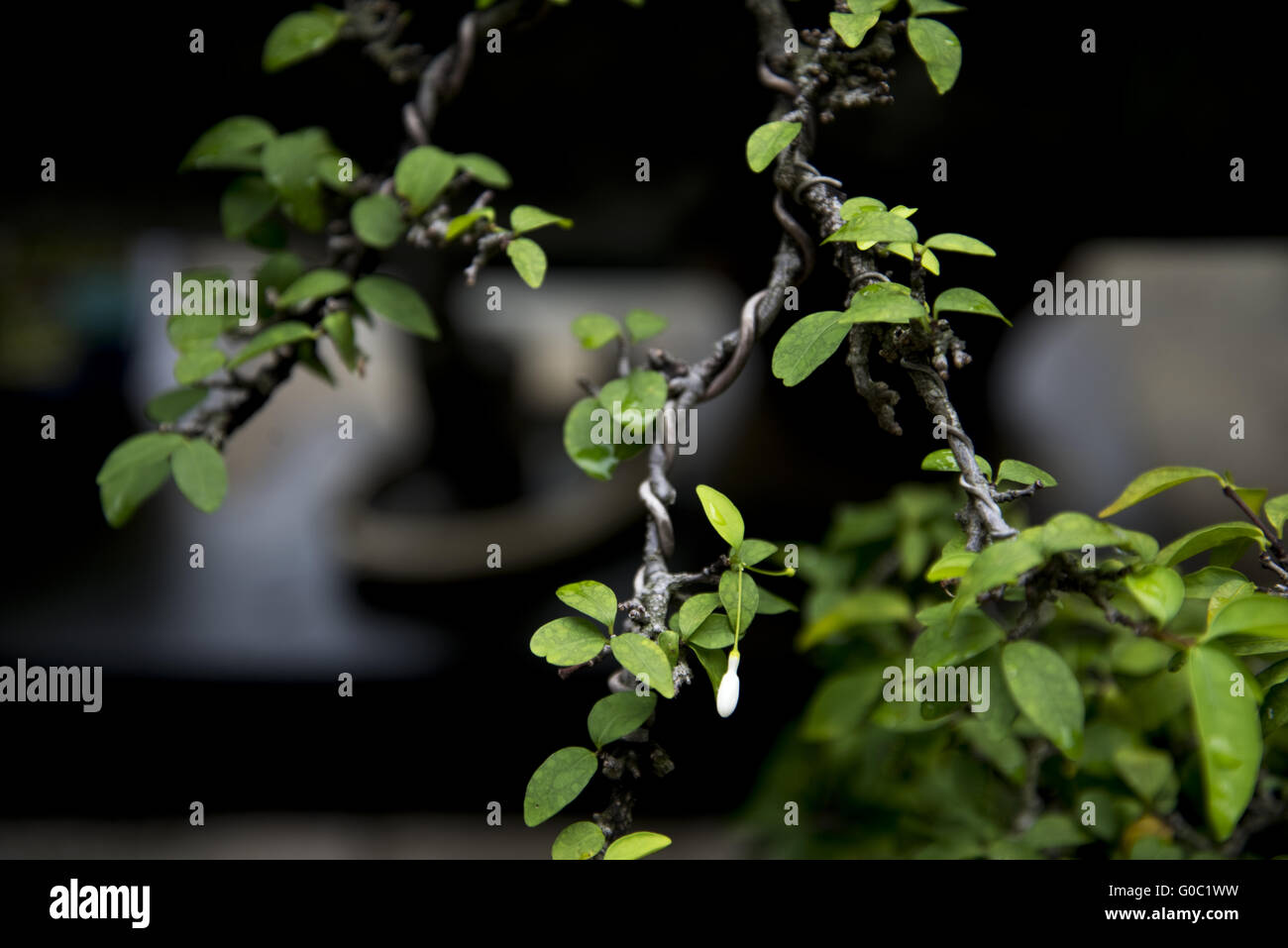 Cablaggio per formare un bonsai Foto Stock