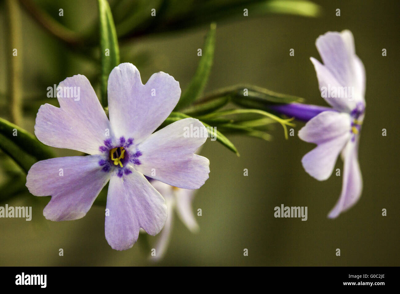 Primo piano di una graziosa rosa e viola con fiori di colore verde sfondo bokeh di fondo Foto Stock