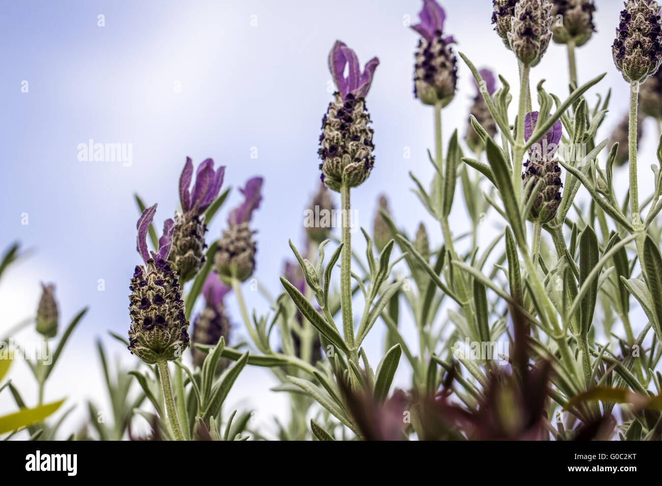 Lavanda fiori contro il cielo blu sullo sfondo Foto Stock