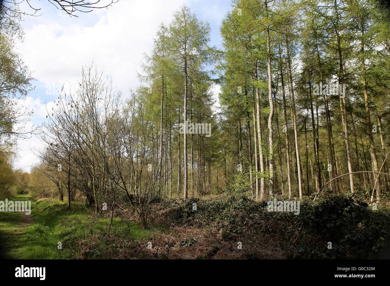 Alberi in boschi di Bourne Lincolnshire UK - molla Foto Stock