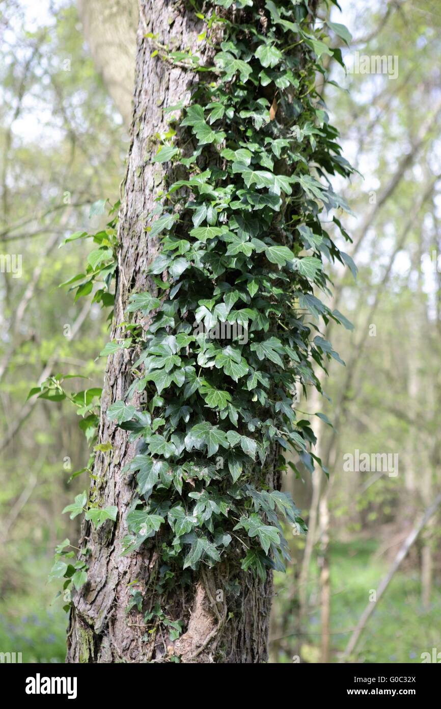 Ivy crescente su albero Bourne - simbiosi - Lincolnshire UK Foto Stock