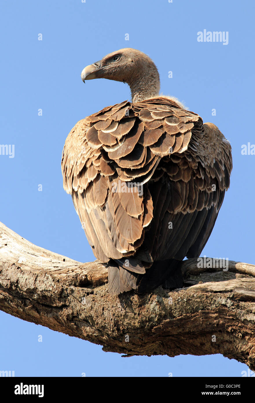 White-backed Vulture Foto Stock