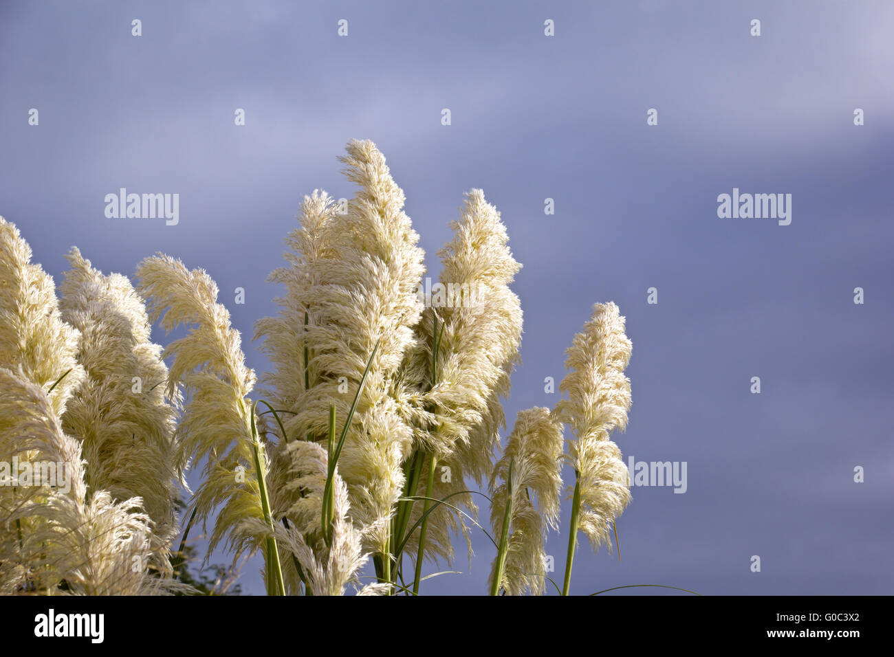 Bella Pampas erba. Erba sotto la luce diretta del sole. Foto Stock