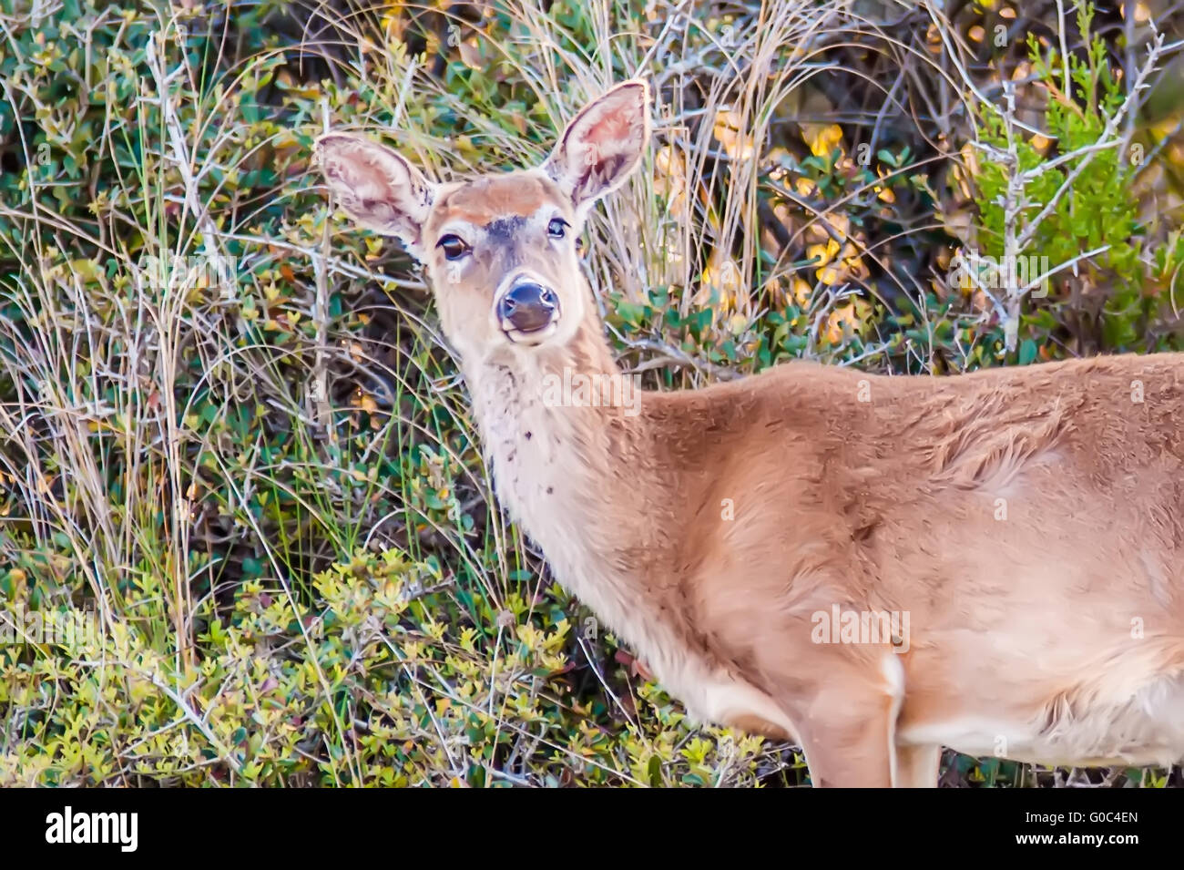 White Tailed Deer ritratto Foto Stock