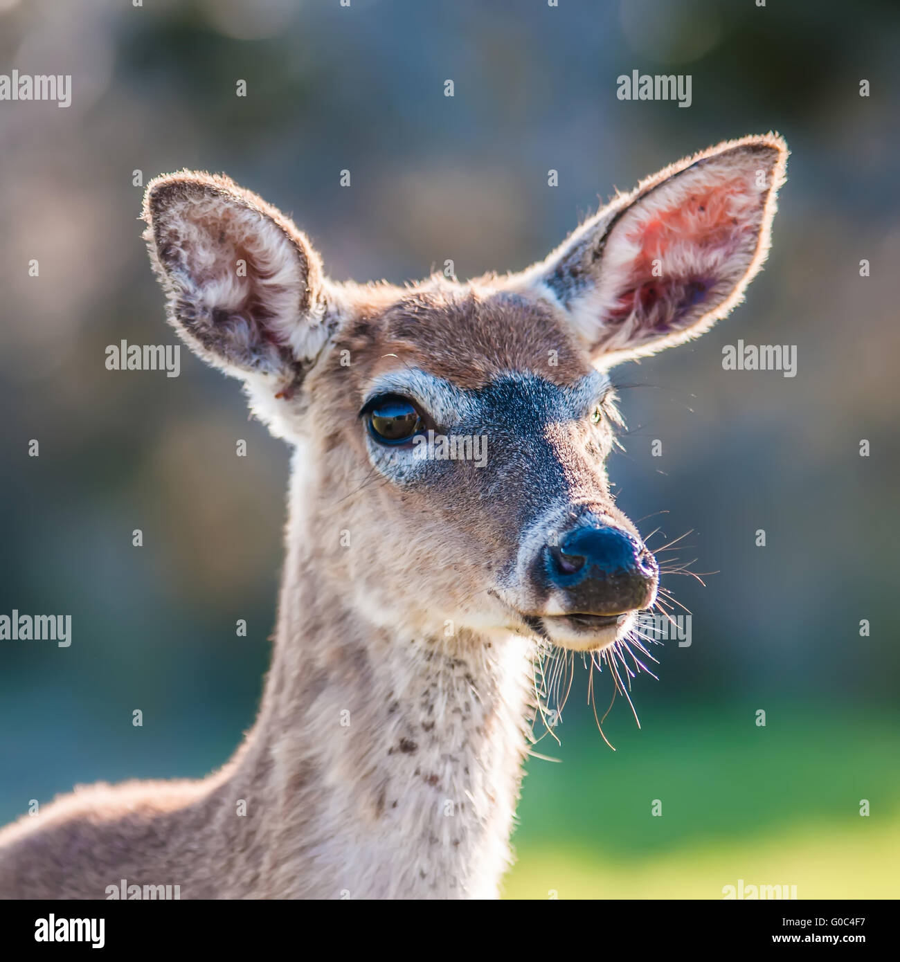 White Tailed Deer ritratto Foto Stock