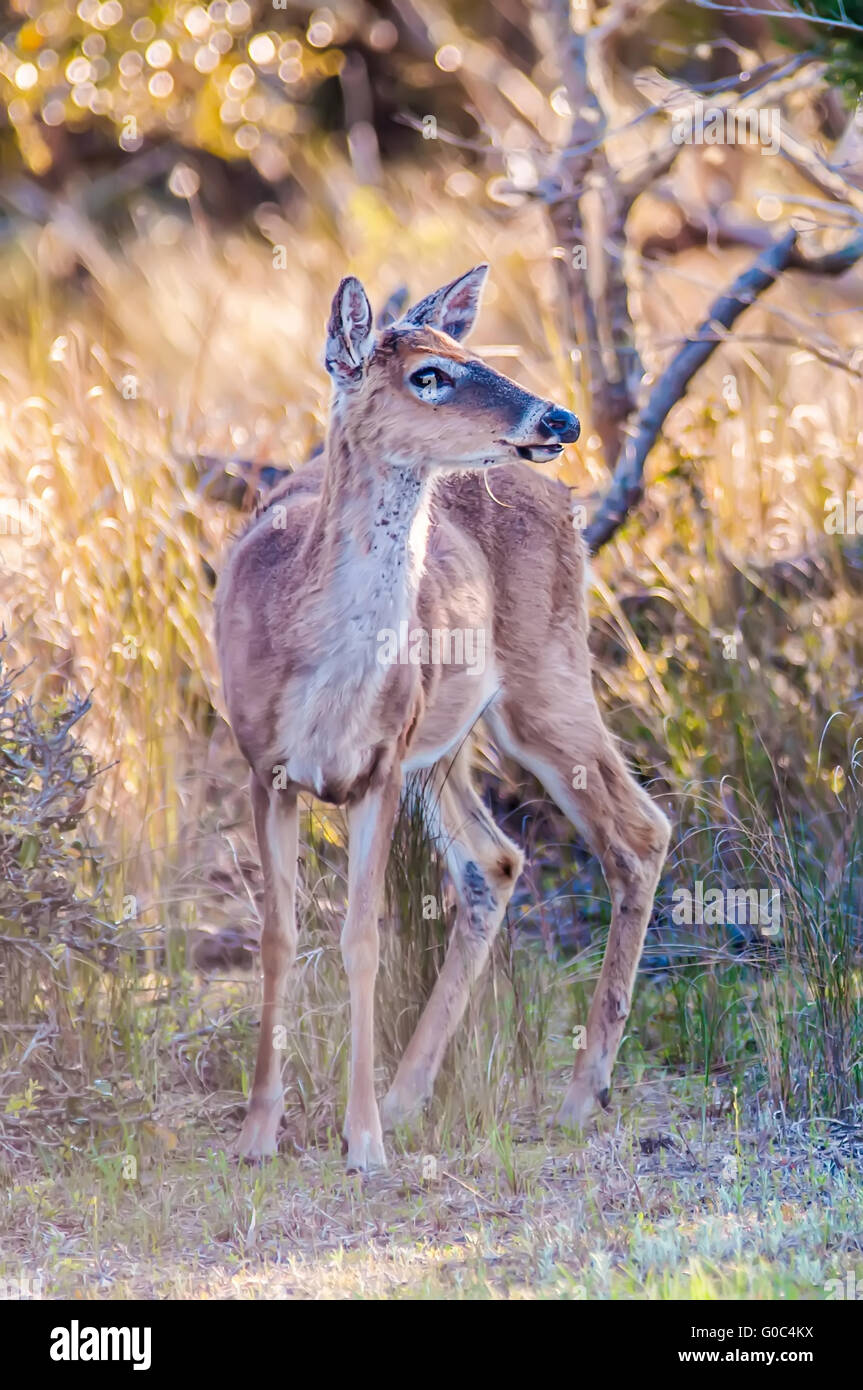 White Tailed Deer ritratto Foto Stock