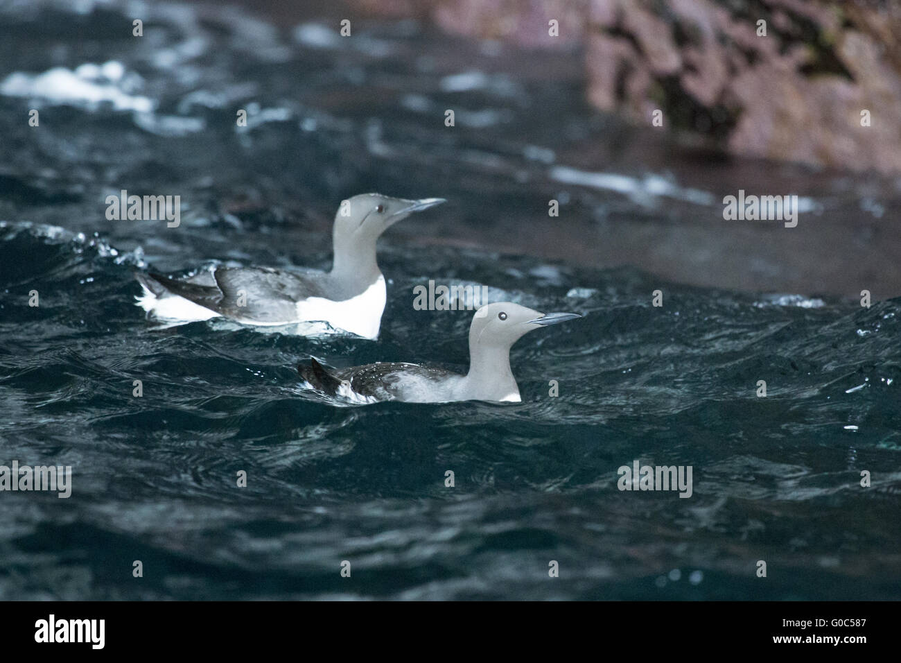 Comune di guillemot nuoto sul mare Foto Stock