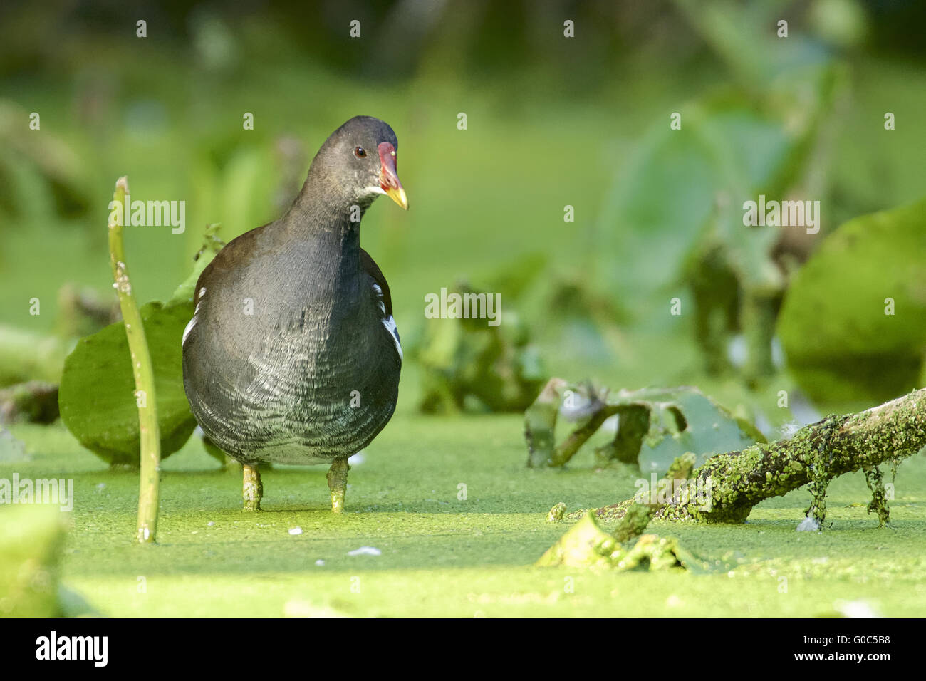 Gallinella d'acqua comune Foto Stock