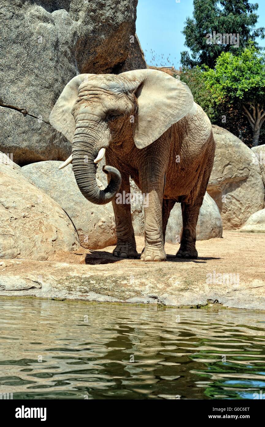 Elefante africano in ambiente naturale. Foto Stock