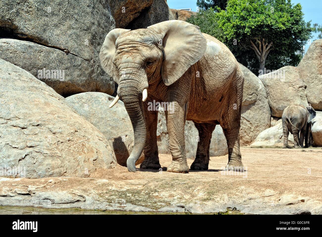 Elefante africano in ambiente naturale. Foto Stock