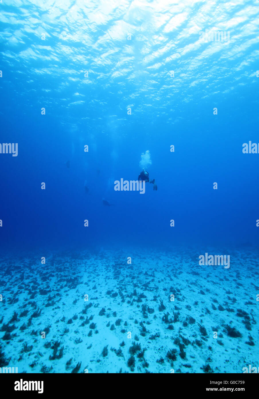 I subacquei nel blu Foto Stock