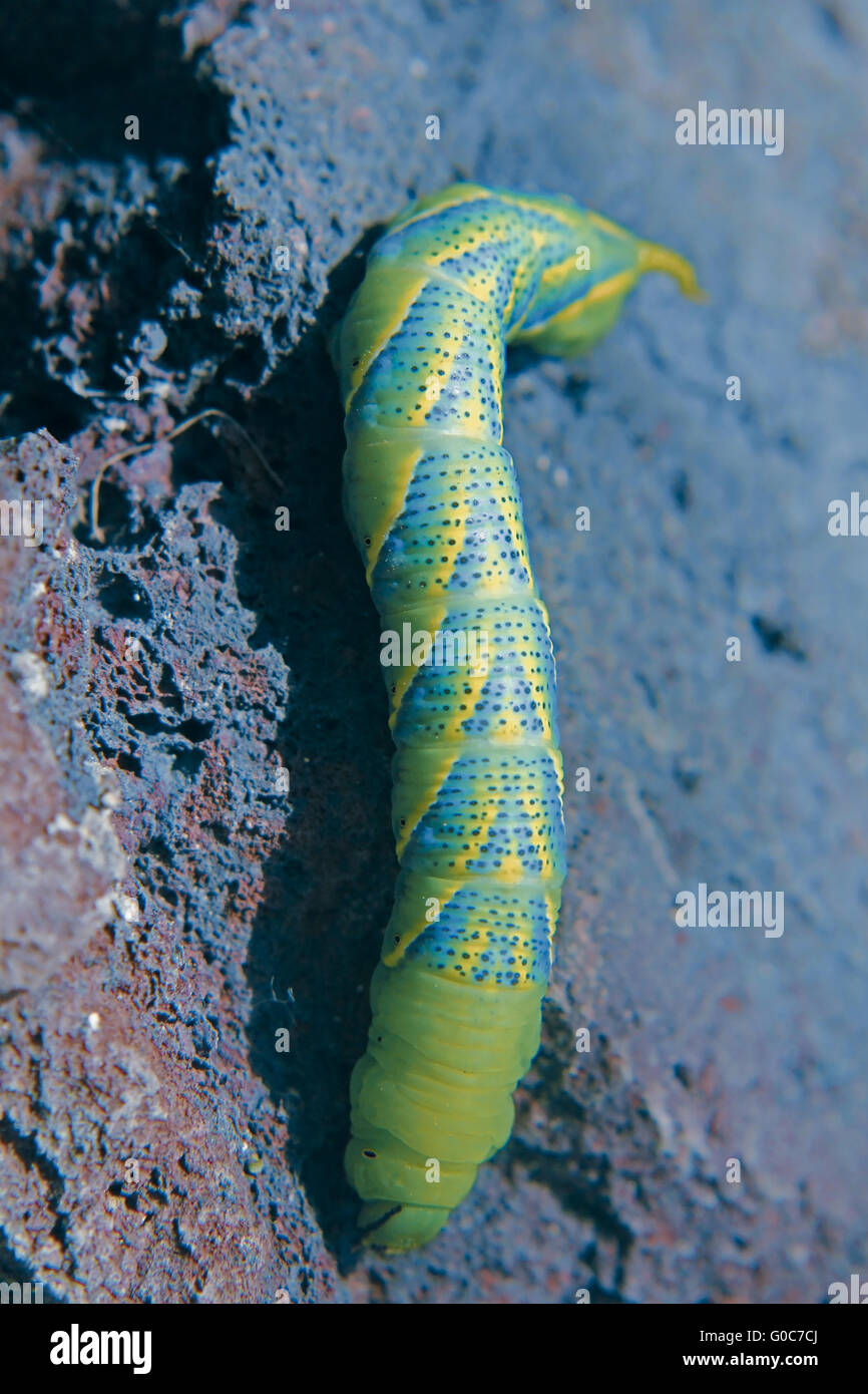 La morte della testa (Hawkmoth Acherontia atropo) Caterpillar Foto Stock