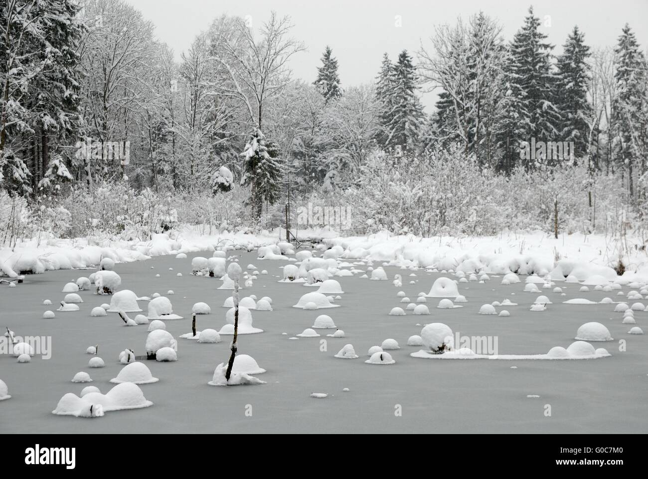 Snowy Saalach floodplain forest Foto Stock