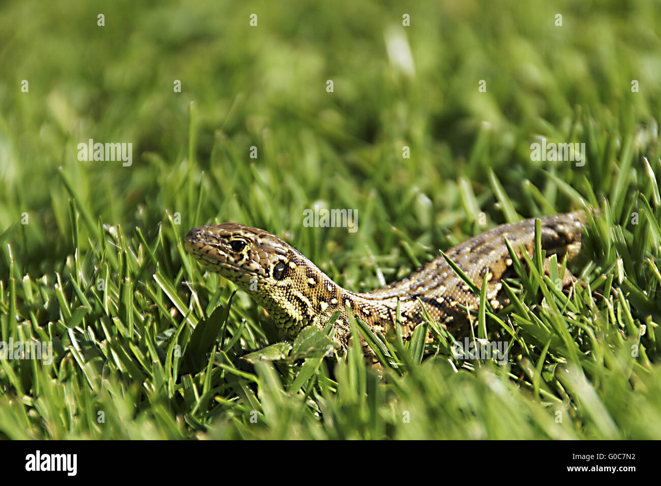 Lizard Foto Stock