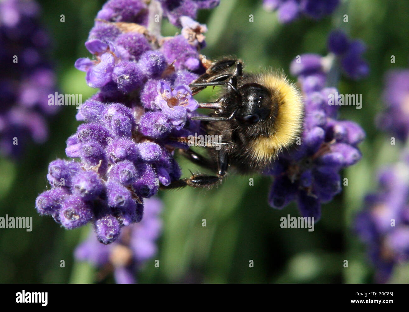 Fiore visita bumblebee Foto Stock