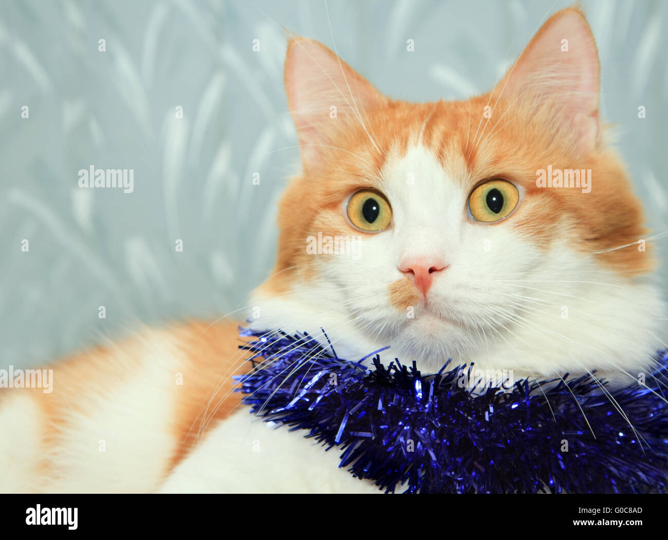 Divertente di colore rosso e bianco gatto con orpelli natalizi decorazione Foto Stock