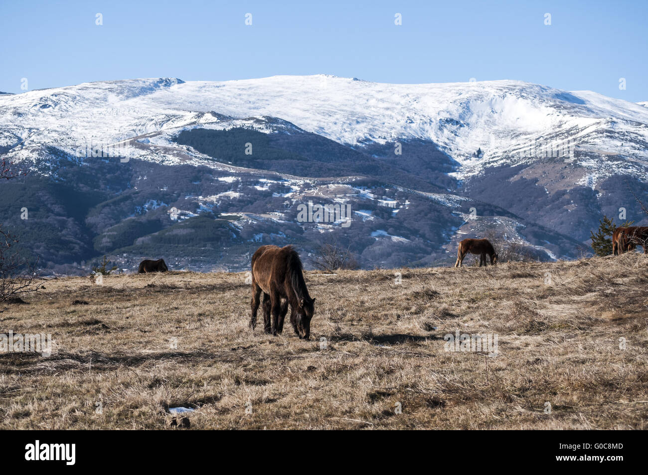 Highland bardotti animali al pascolo invernale sul prato di montagna Foto Stock