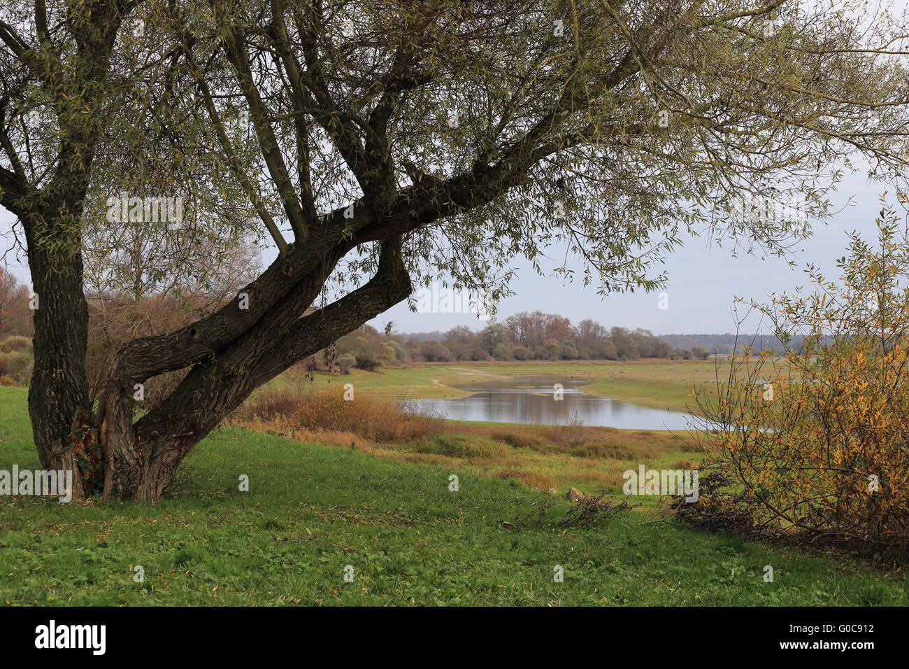 Floodplain forest, Lac du Der-Chantecoq, Francia Foto Stock