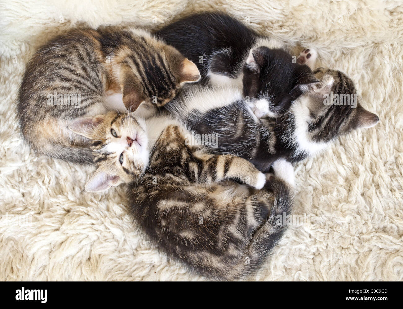 Quattro stanco gattini cuddling fino Foto Stock