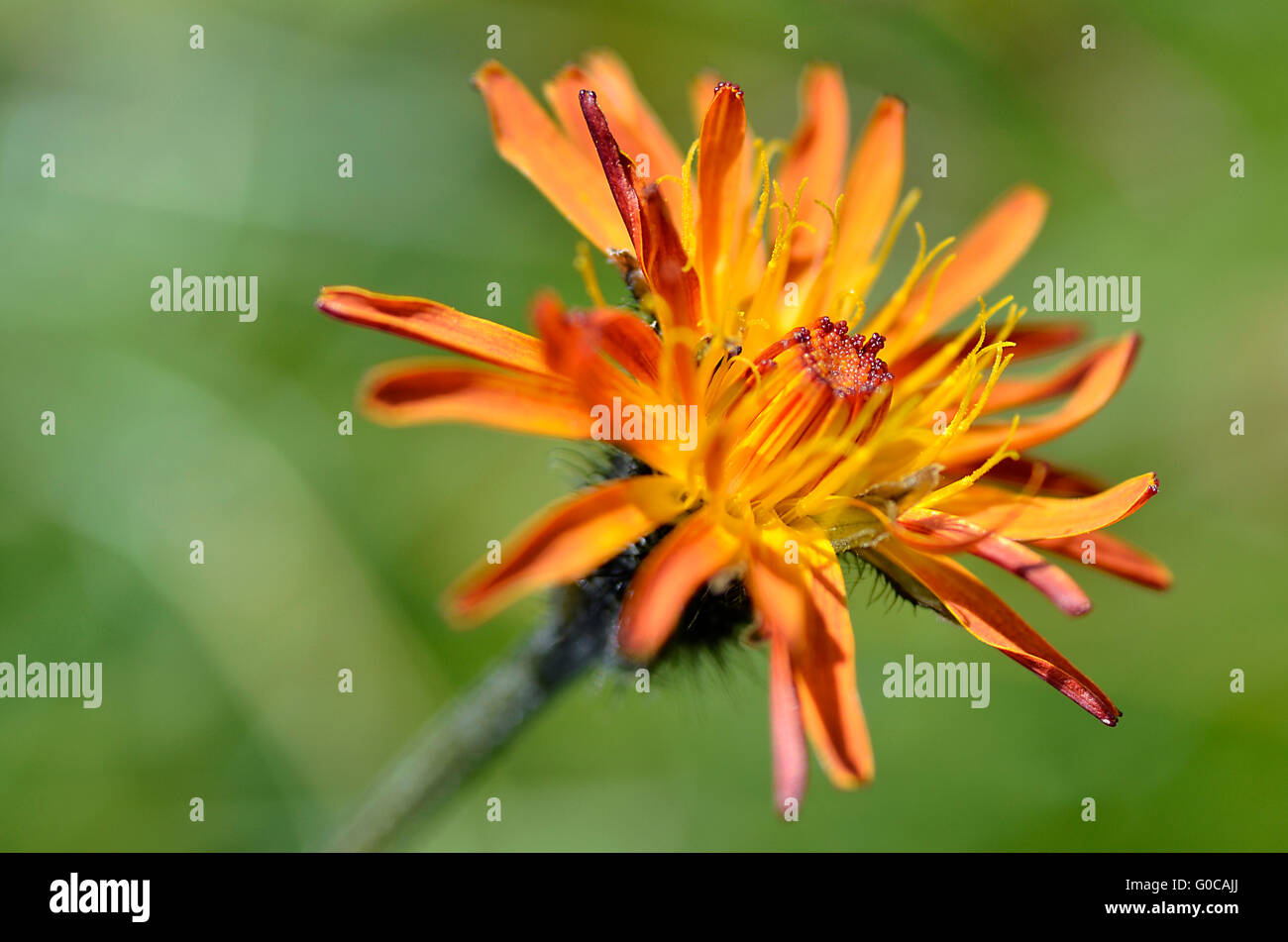 Ingrandimento di singole orange Crepis aurea su sfondo verde nei pressi di La Plagne dalle Alpi francesi Foto Stock
