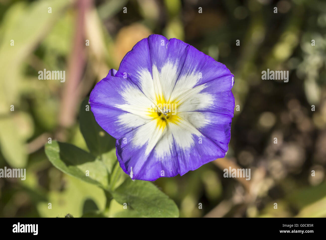 Convolvulus tricolore, gloria di mattina, Nano mattina Foto Stock