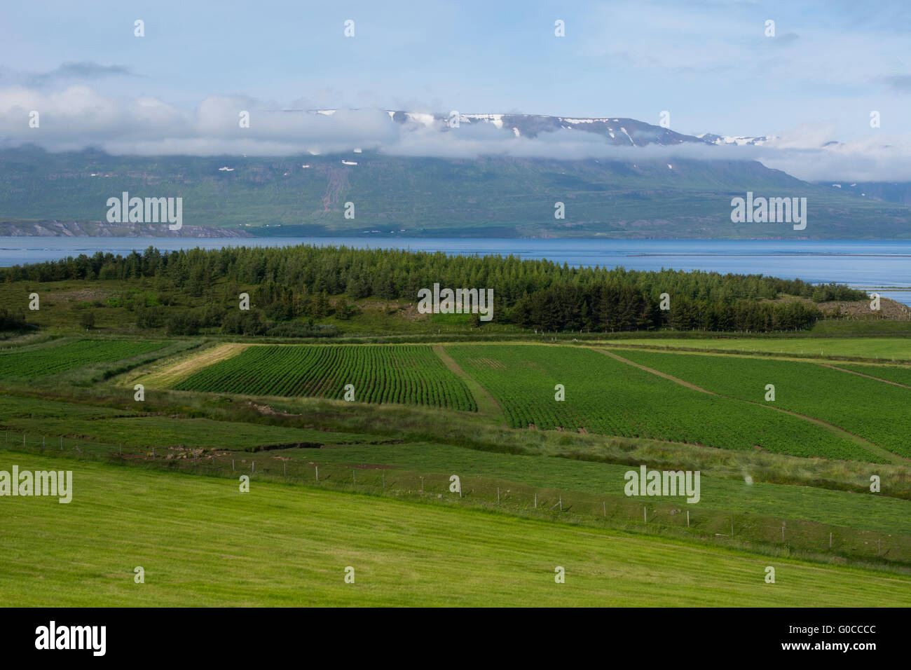 L'Islanda, Akureyri, Eyjafjorour. Campo fertile vista con scenic fjord nella distanza. Foto Stock