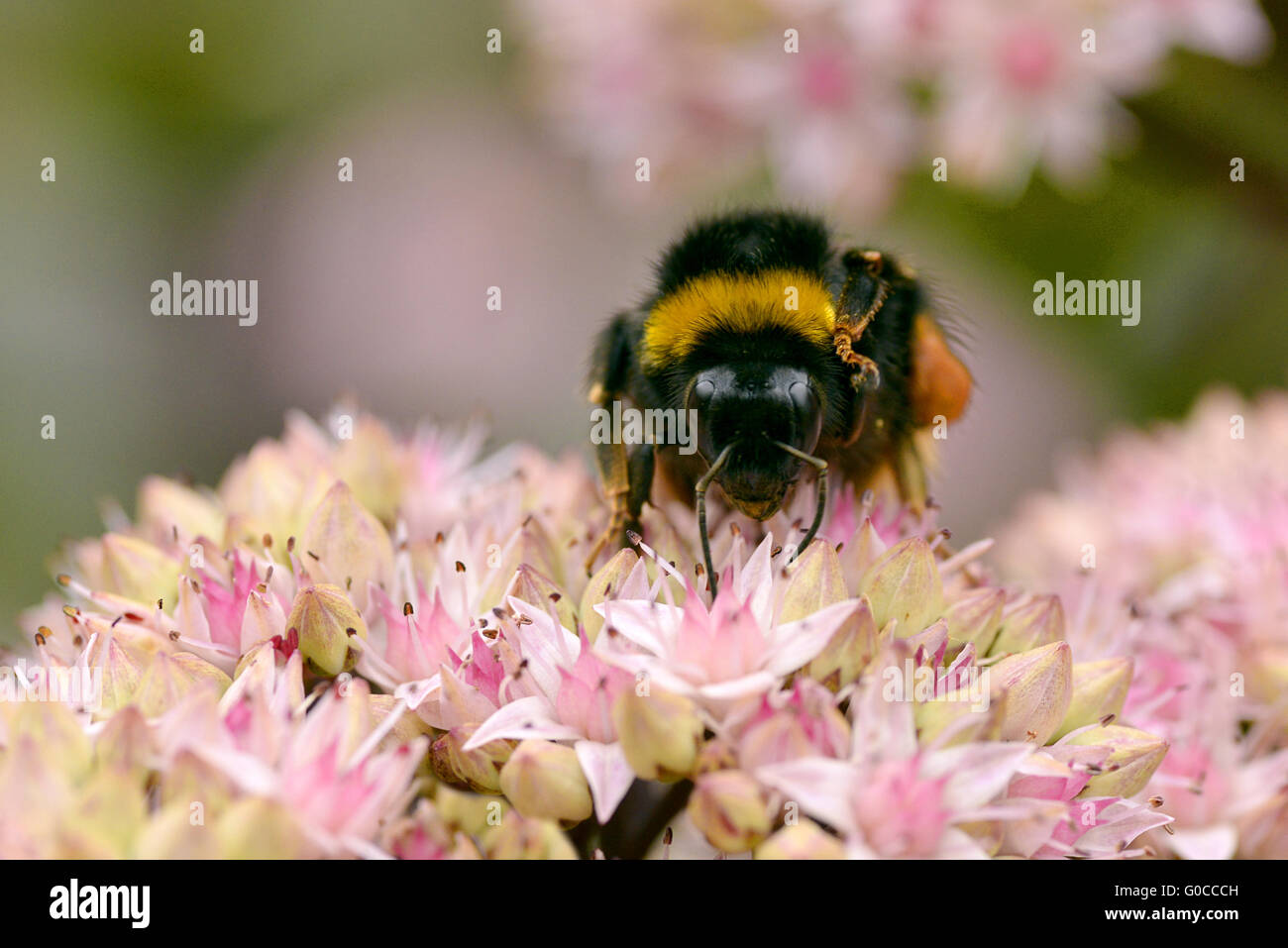 Macro di bumblebee (Bombus terrestris) alimentazione sul fiore sedum visto da davanti Foto Stock