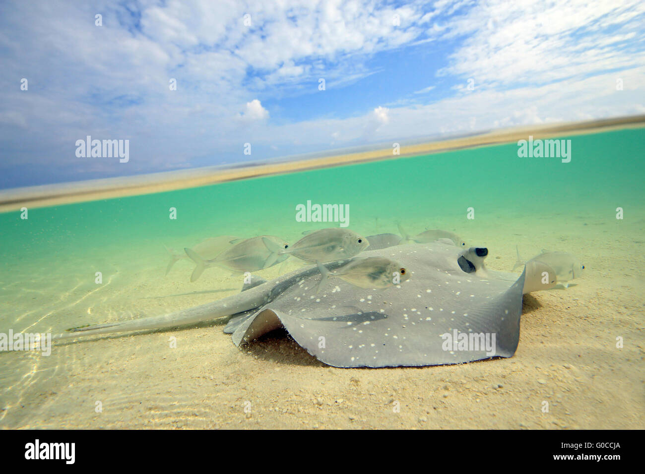 Stingray Foto Stock