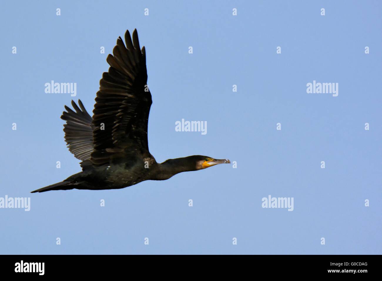 Cormorano Foto Stock