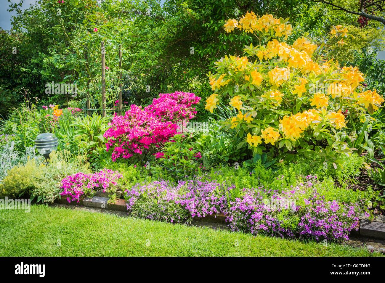 Giallo arbusto di azalea in giardino Foto Stock