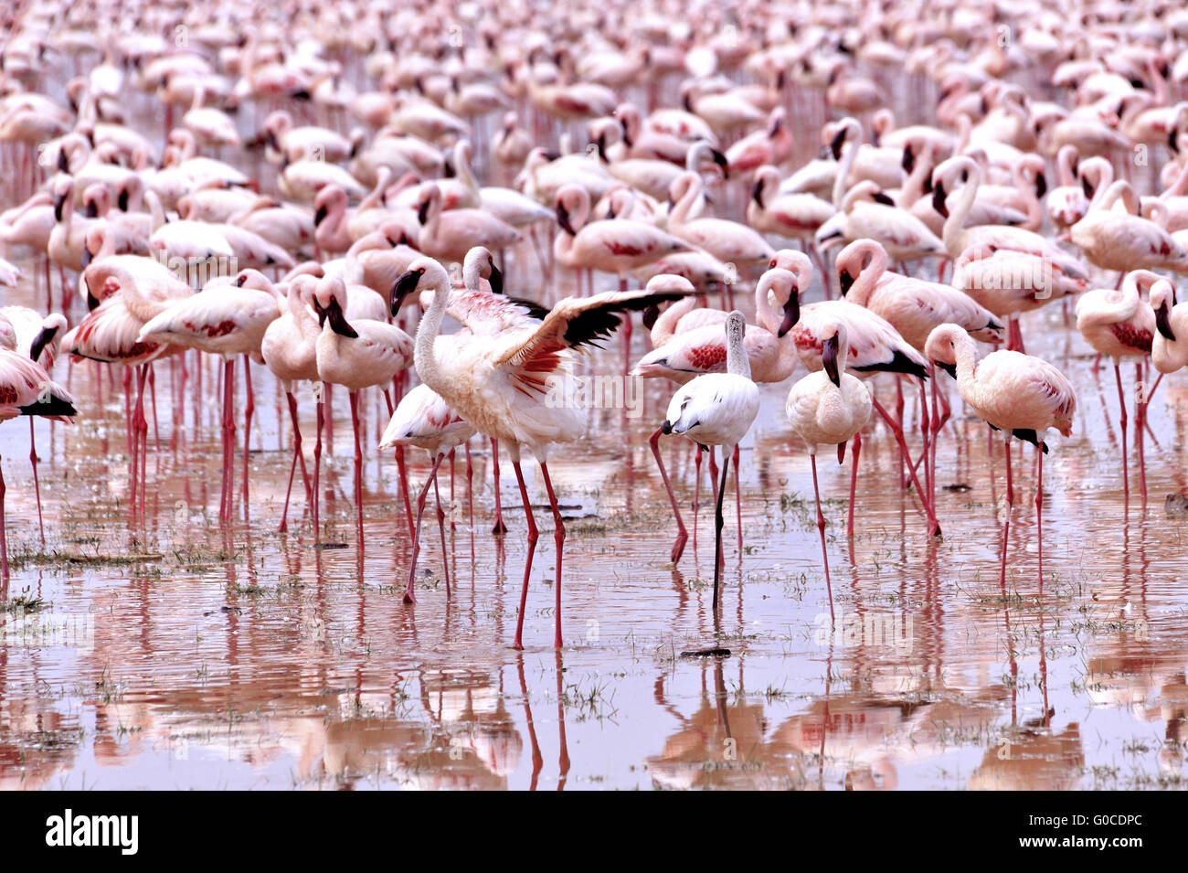 Flaunting Lesser Flamingo al Lago Bogoria, Kenya Foto Stock