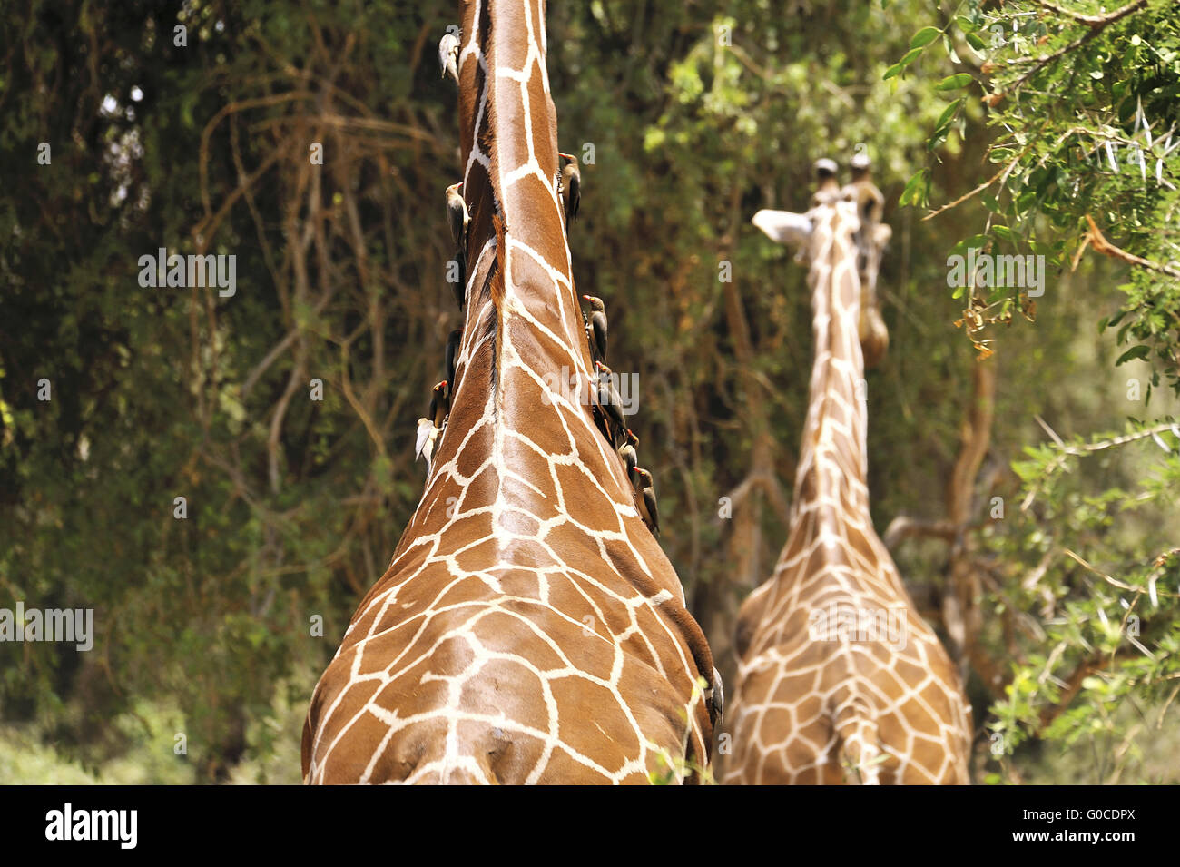 Oxpeckers come passeggeri in corrispondenza del collo di una giraffa Foto Stock