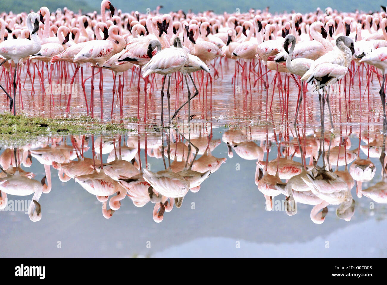 Fenicotteri rosa nello specchio di acqua salata, Valle del Rift Foto Stock