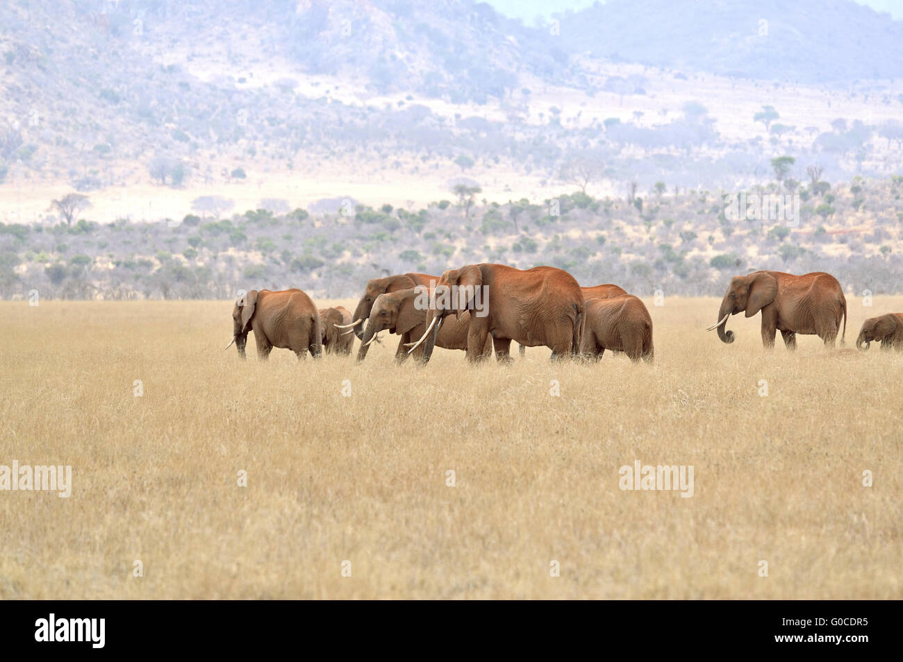 Gruppo di elefanti nel paesaggio di Tsavo Est Foto Stock