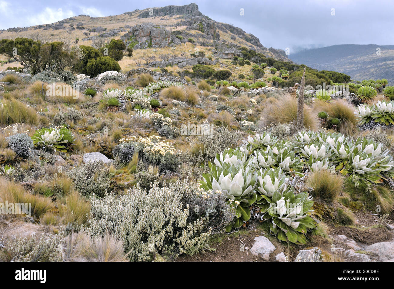 Flora della Valle Telekii a monte Kenya, qui m Foto Stock