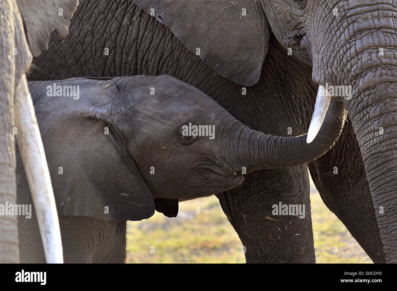 Elephant Baby con piccole primo dente cercando t Foto Stock