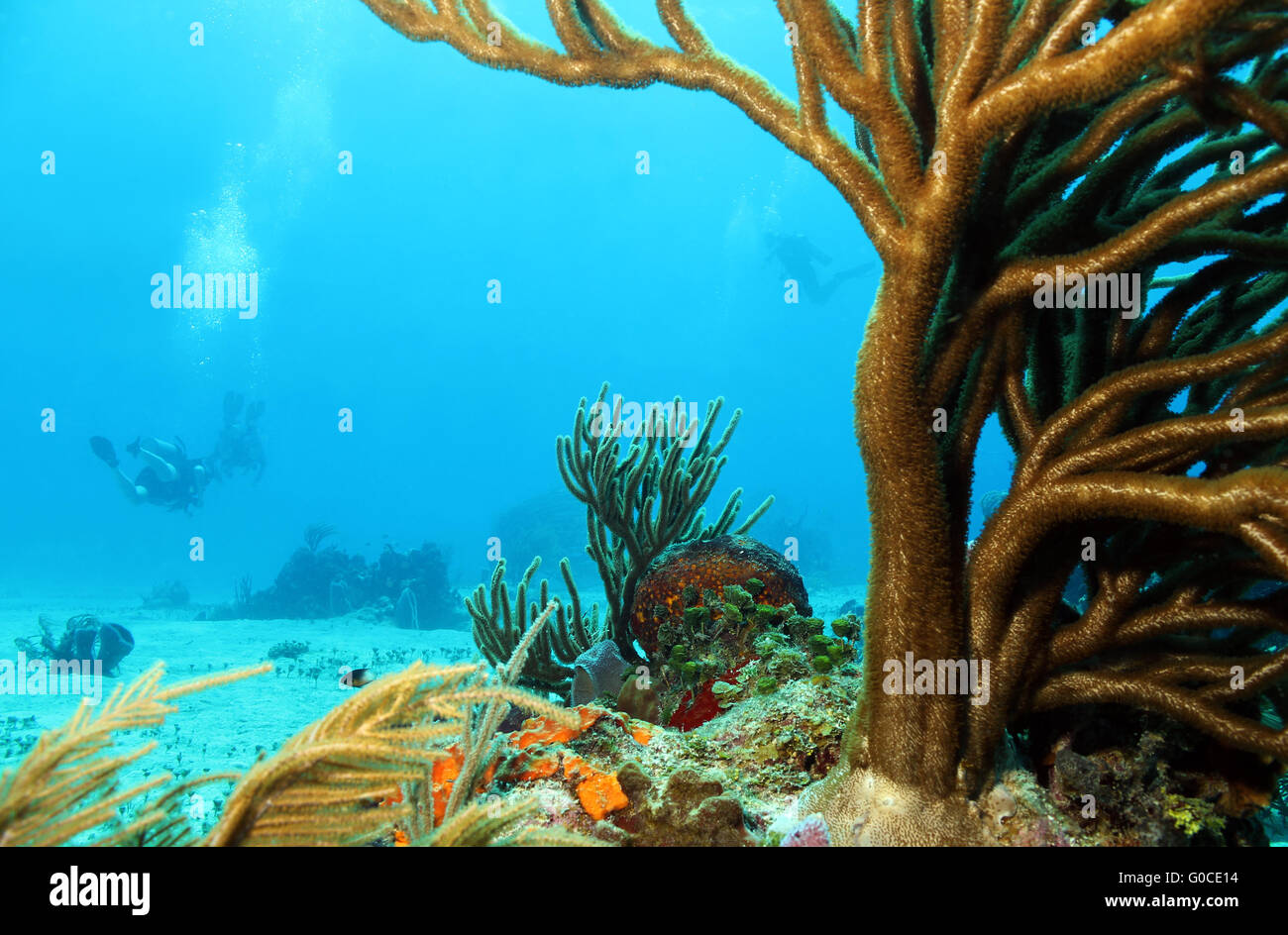 I coralli e subacquei Foto Stock