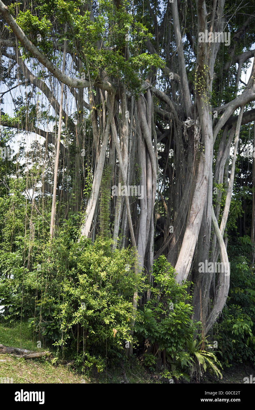 Tropical fig tree Foto Stock
