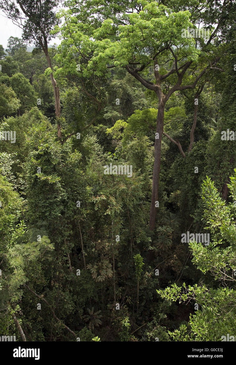 Treetops nella foresta pluviale tropicale Foto Stock