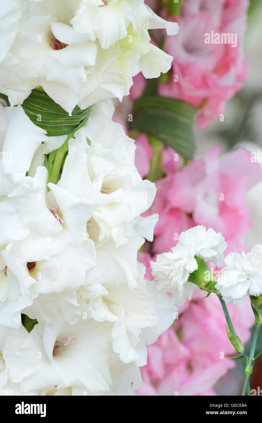 Bel bouquet di gladioluses bianco su sfondo verde Foto Stock