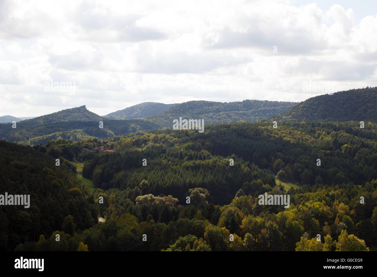 Foresta del Palatinato 005. Germania Foto Stock