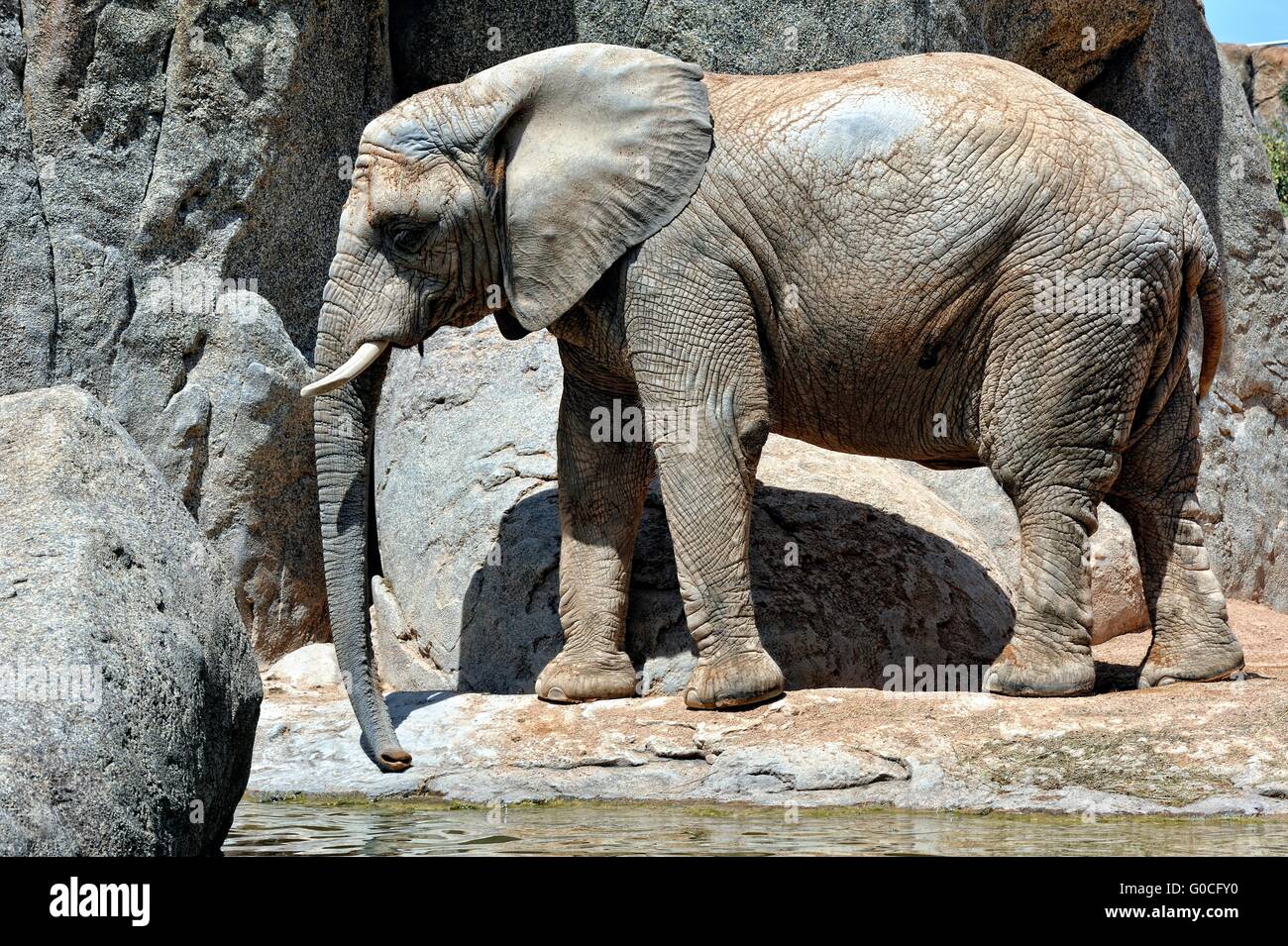Elefante africano in ambiente naturale. Foto Stock