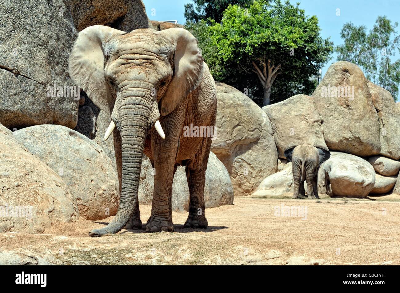 Elefante africano in ambiente naturale. Foto Stock