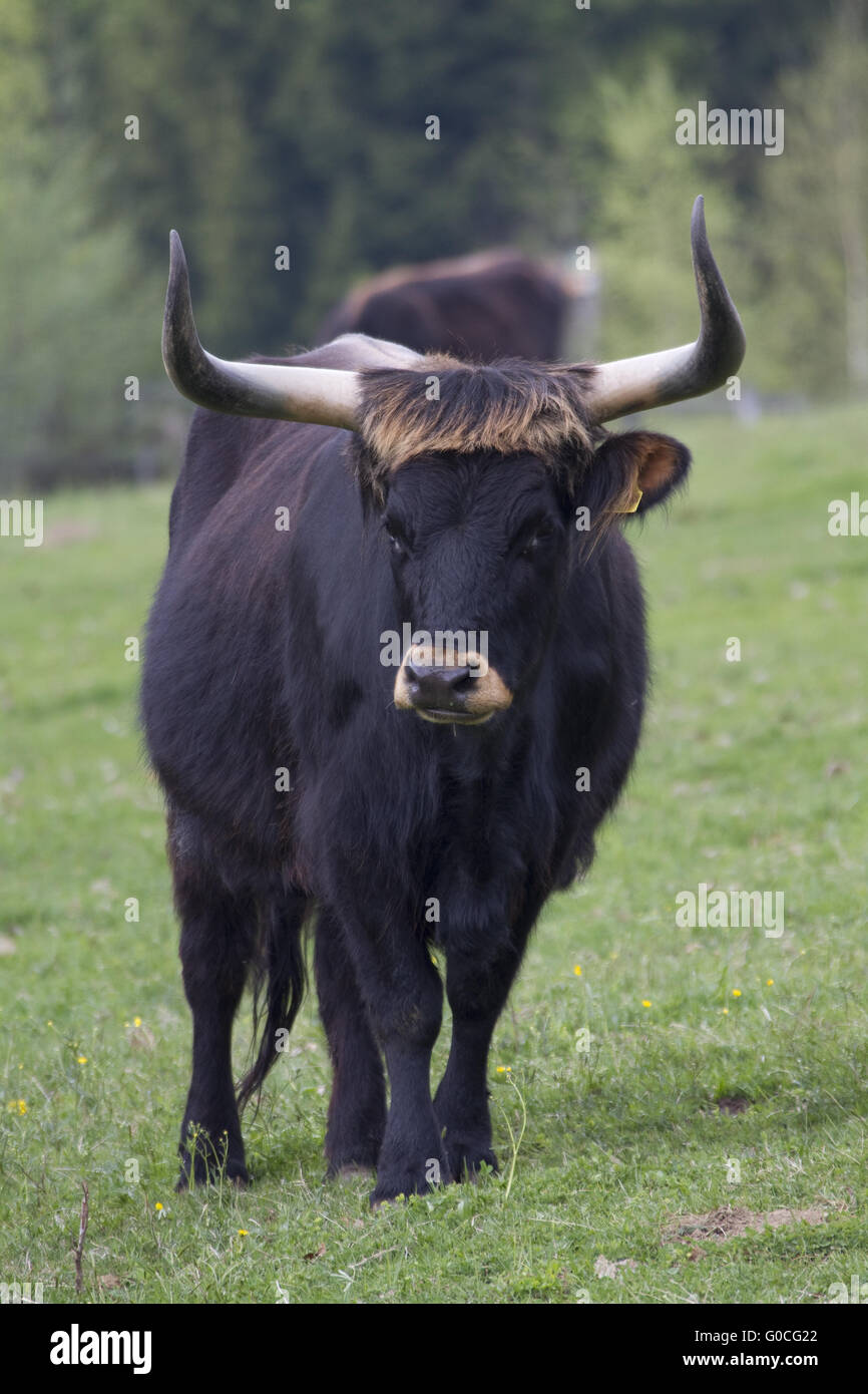 Uro Foto Stock