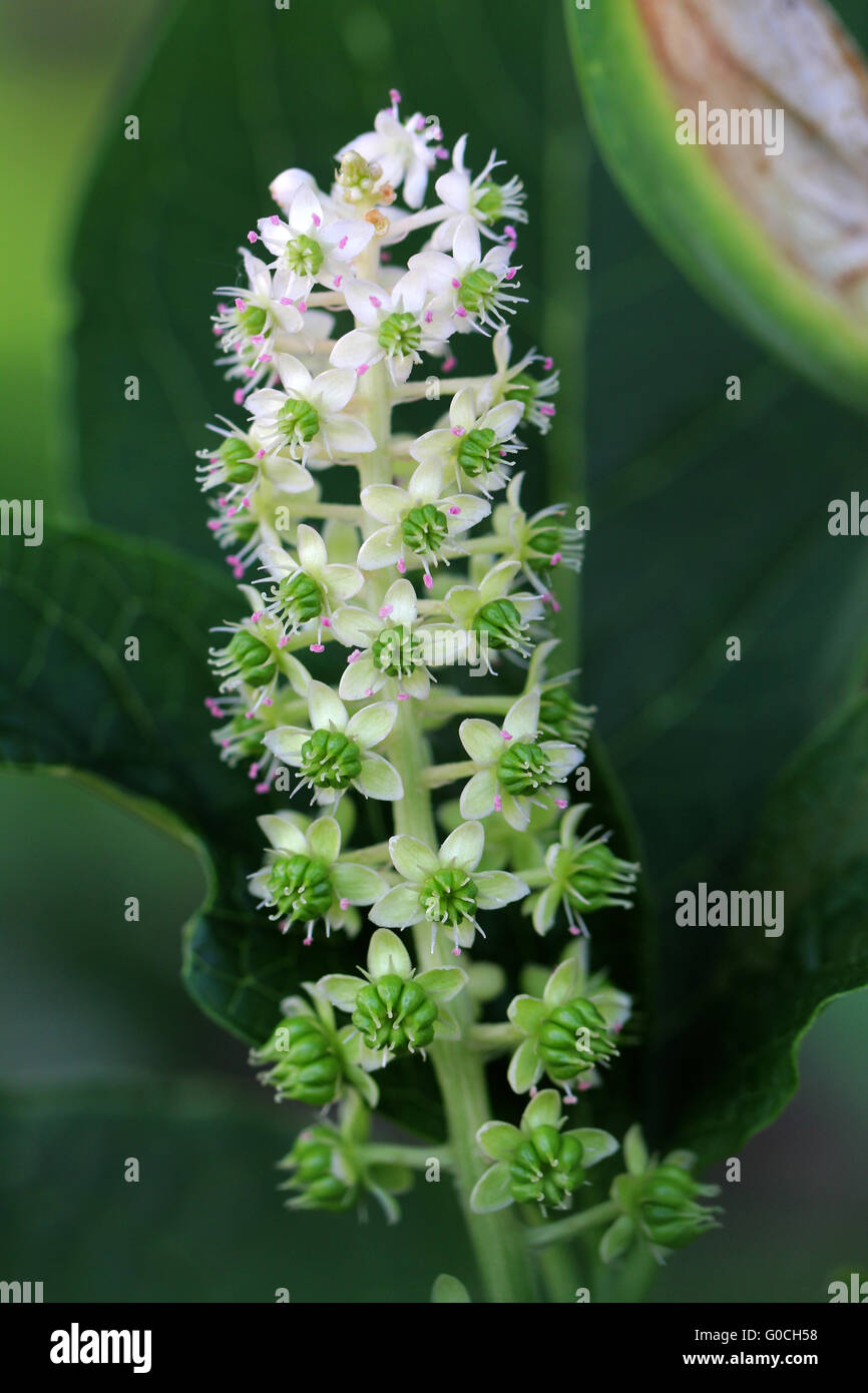 Pokeweed asiatico Foto Stock