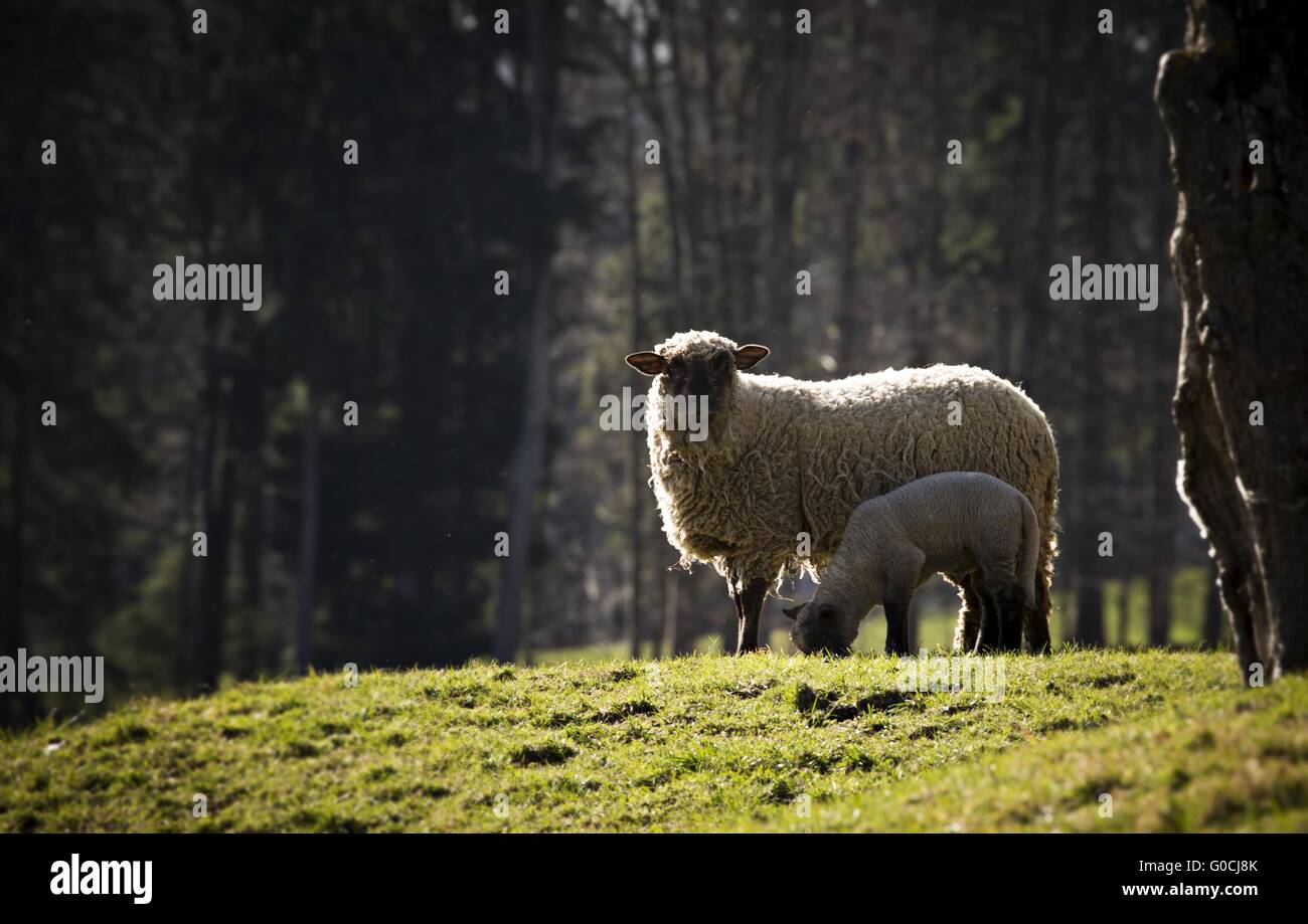 Famiglia Foto Stock