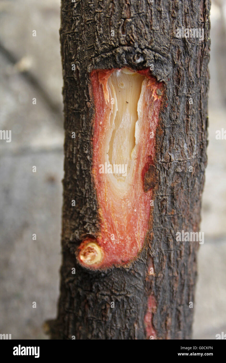 Tronco di albero corteccia del Pterocarpus santalinus, del Legno di Sandalo  Rosso Foto stock - Alamy