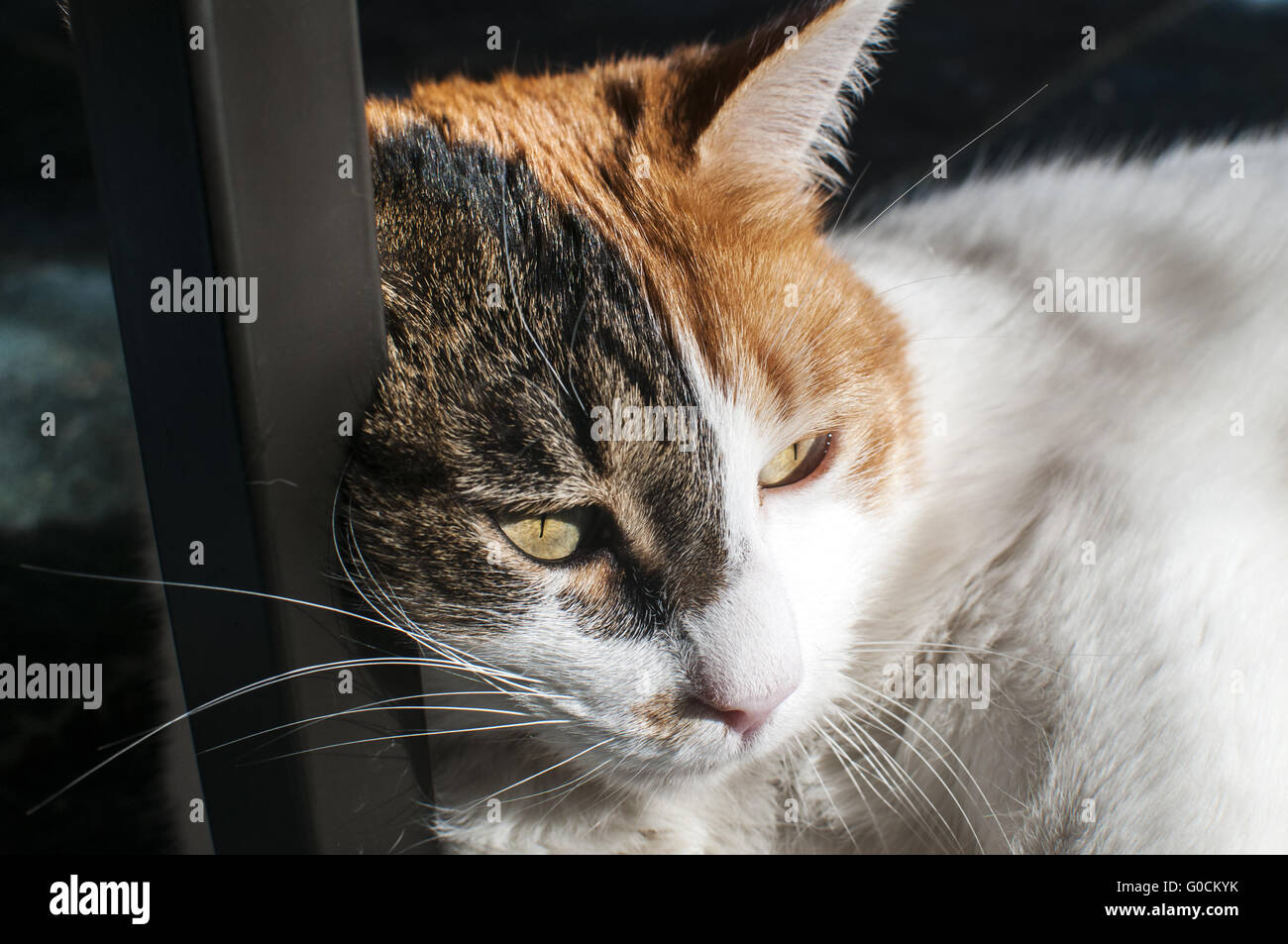 Testa di gatto estremamente closeup su home contesto Foto Stock