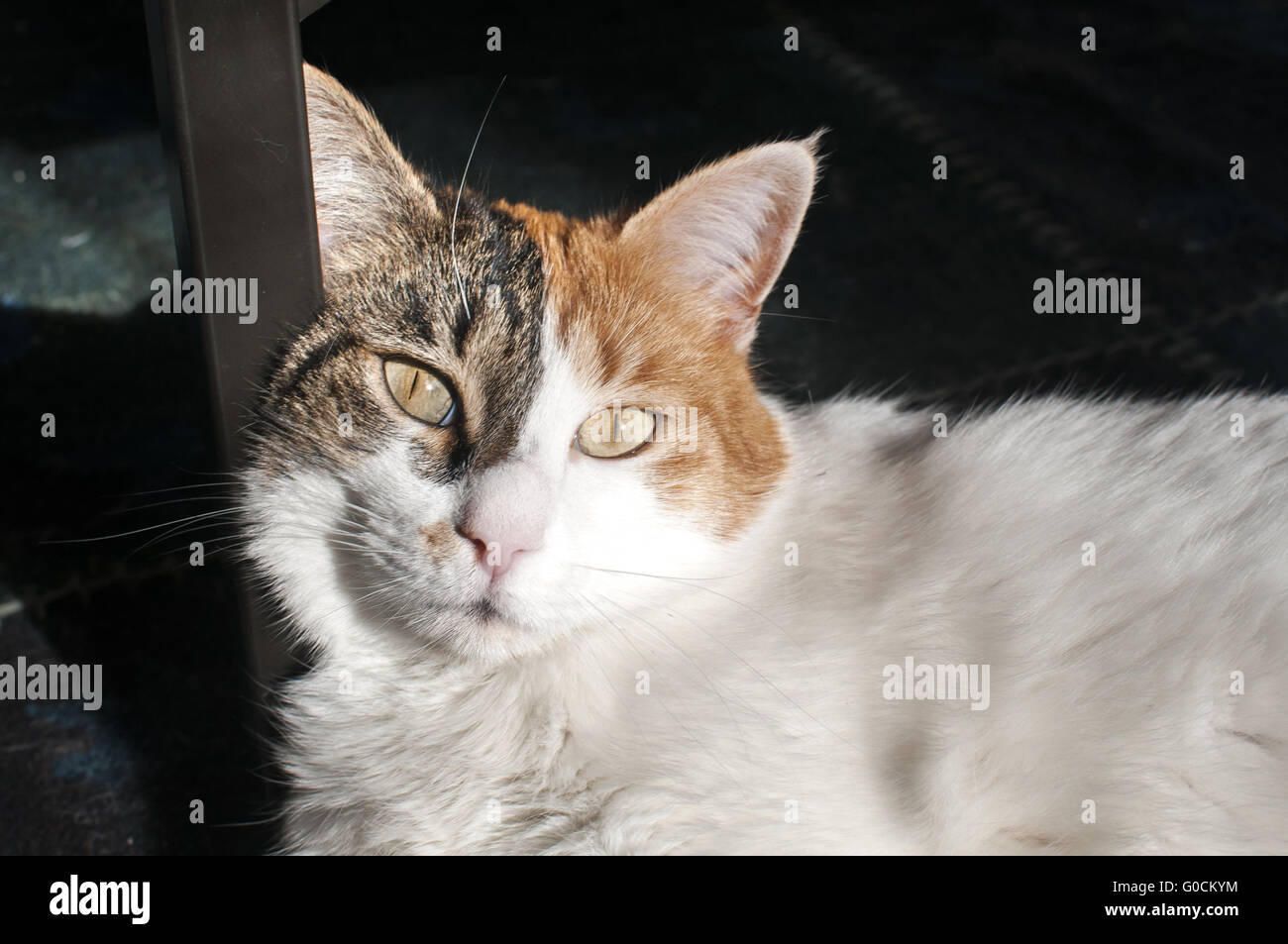 Testa di gatto estremamente closeup su home contesto Foto Stock