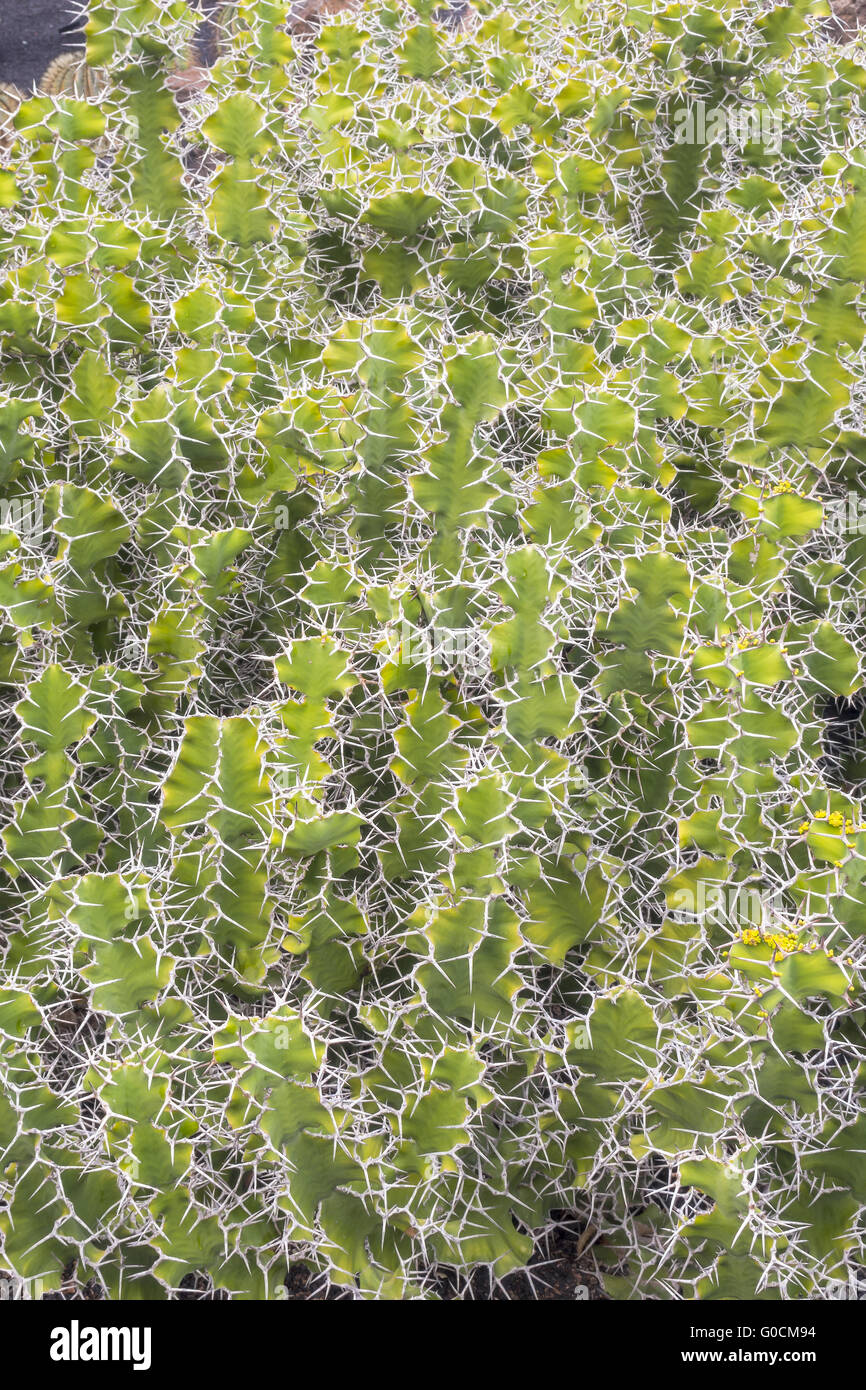 Cactus Euphorbia Grandicornus Lanzarote Canary ISL Foto Stock